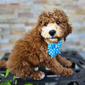 Mini - Churro Latte - Male