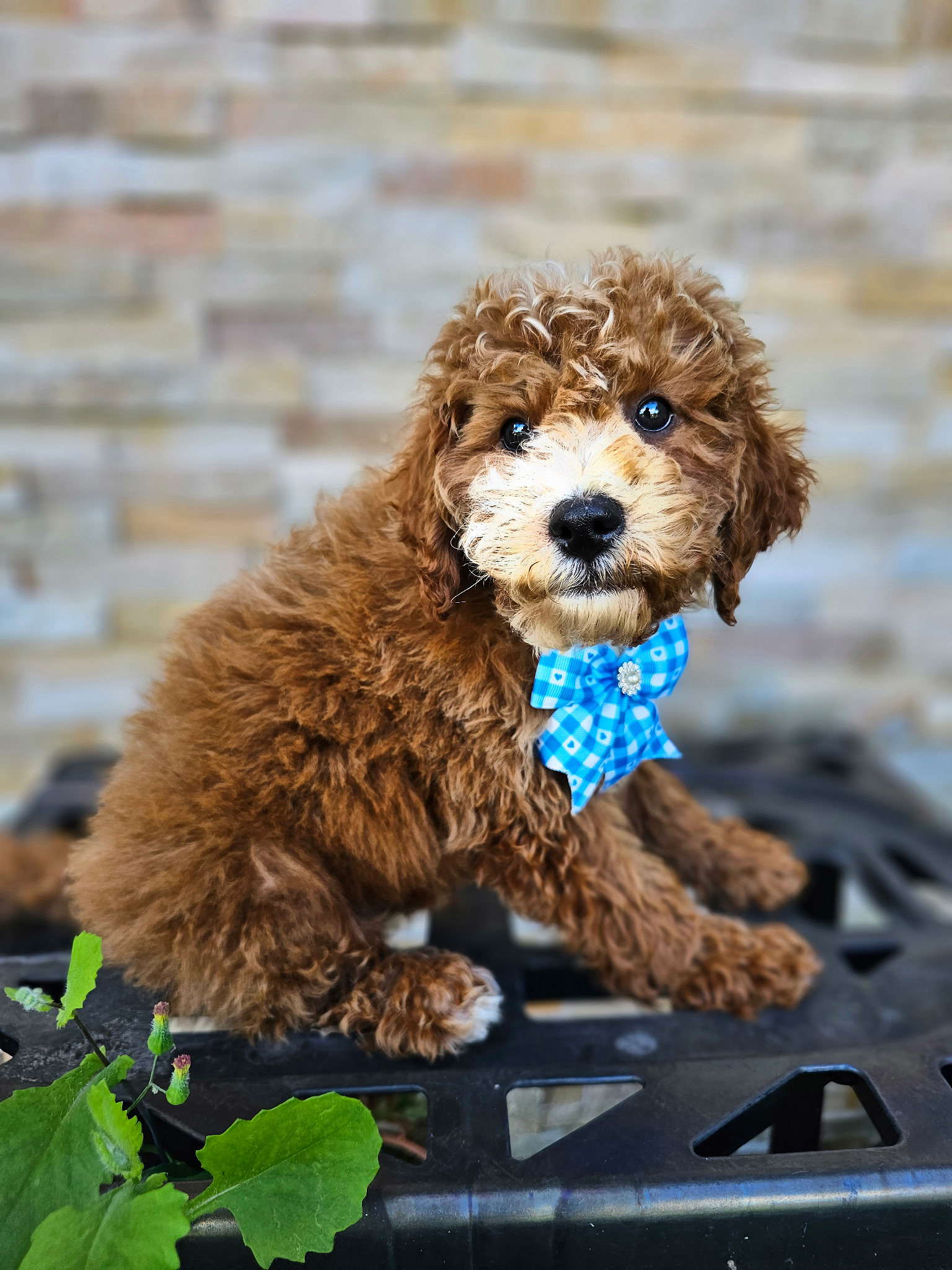 Mini - Churro Latte - Male