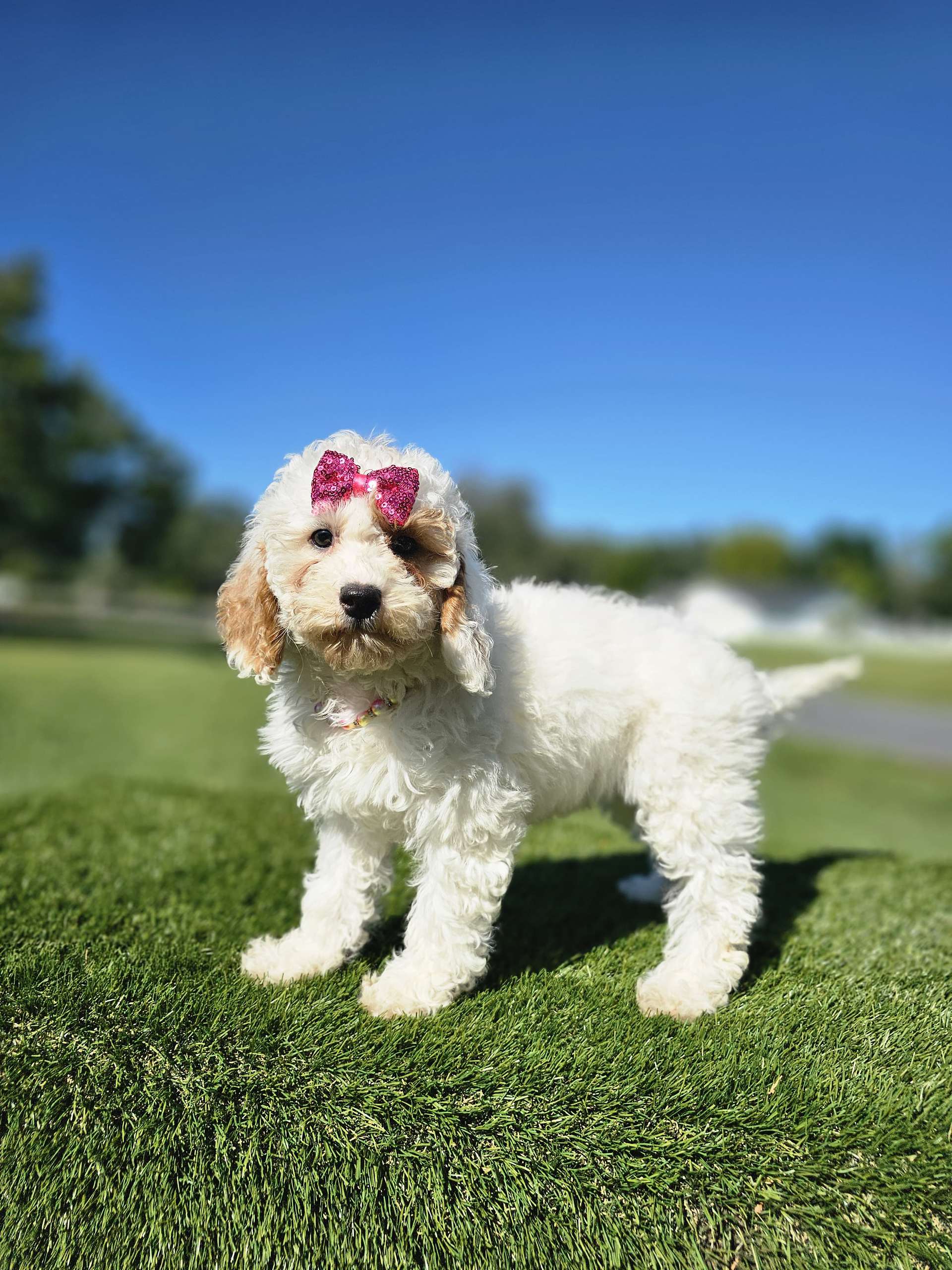 Mini - Glitter Puff - Female - Image 2