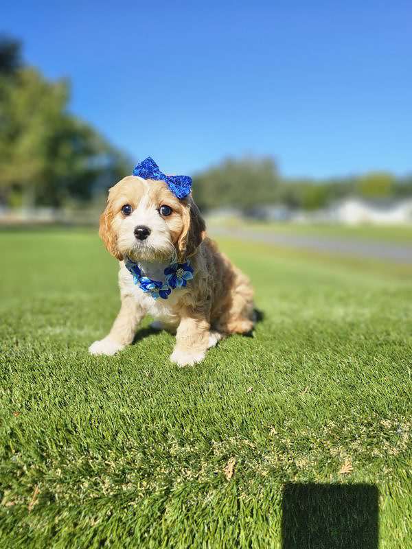 Cavapoo - swiss Almond - Female - Image 6