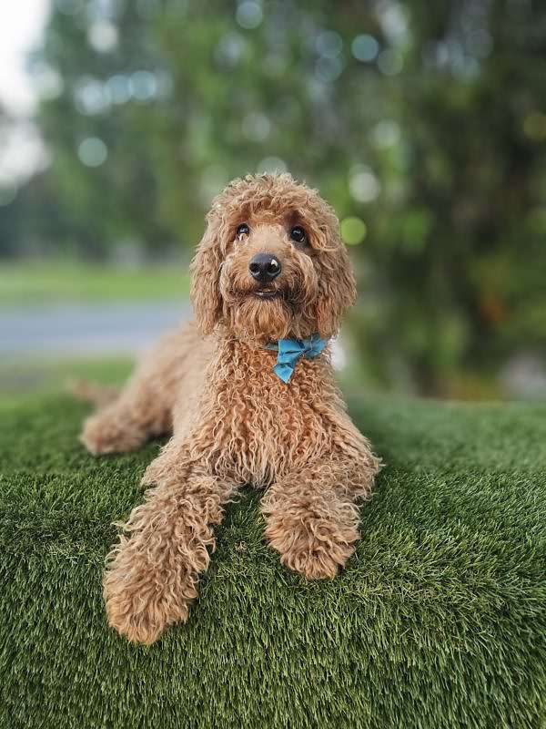 Mini - Archie - Male - Image 4