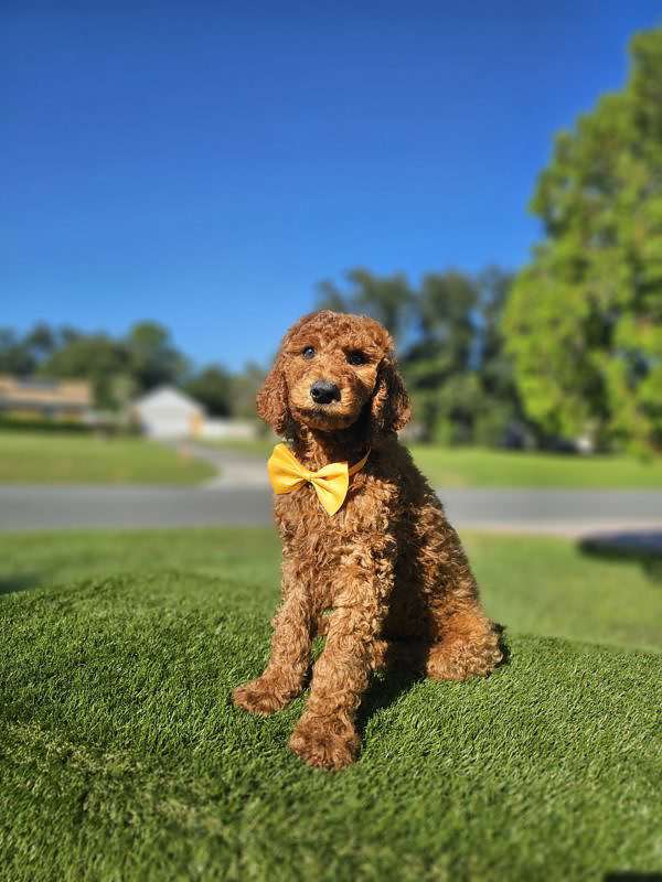 Standard - Finnegan - Male - Image 4
