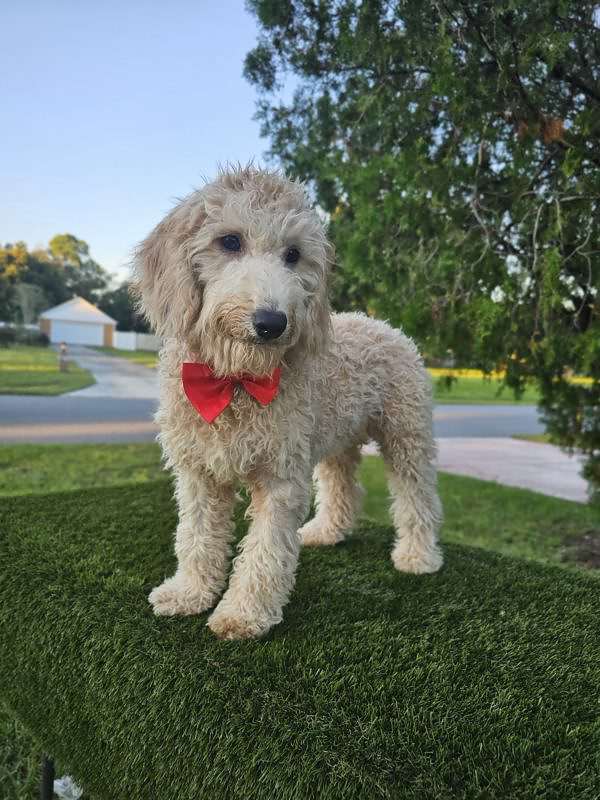 Mini - Mambo - Male