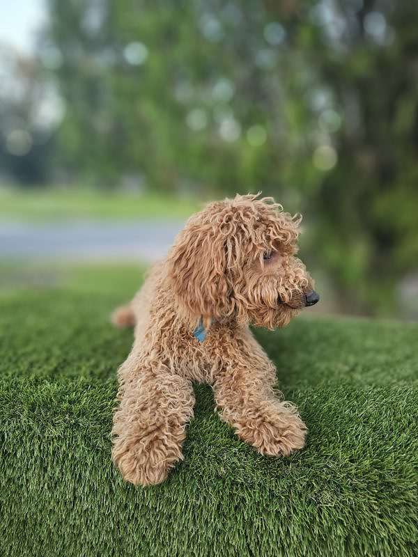 Mini - Archie - Male - Image 5