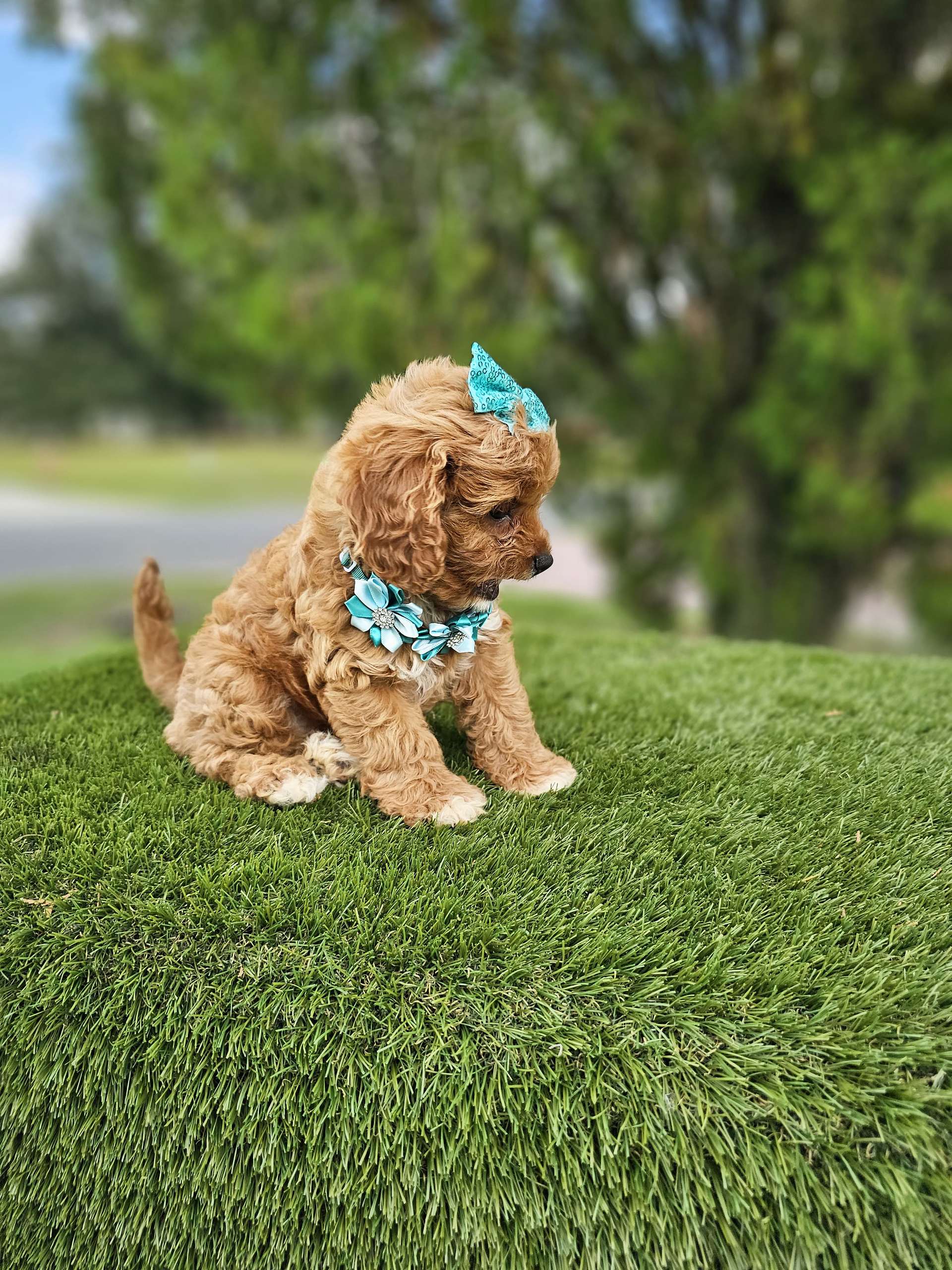Cavapoo - Honey Buns - Female - Image 5