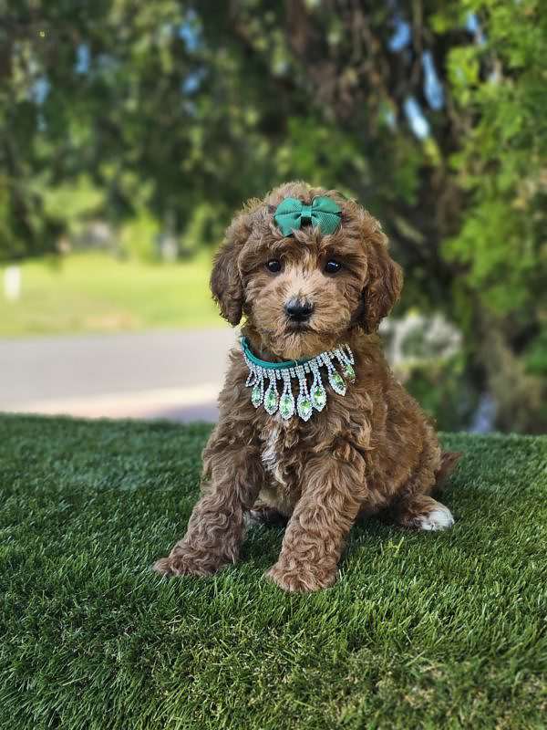 Mini - Peach Pop - Female