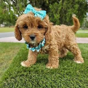 Cavapoo - Honey Buns - Female