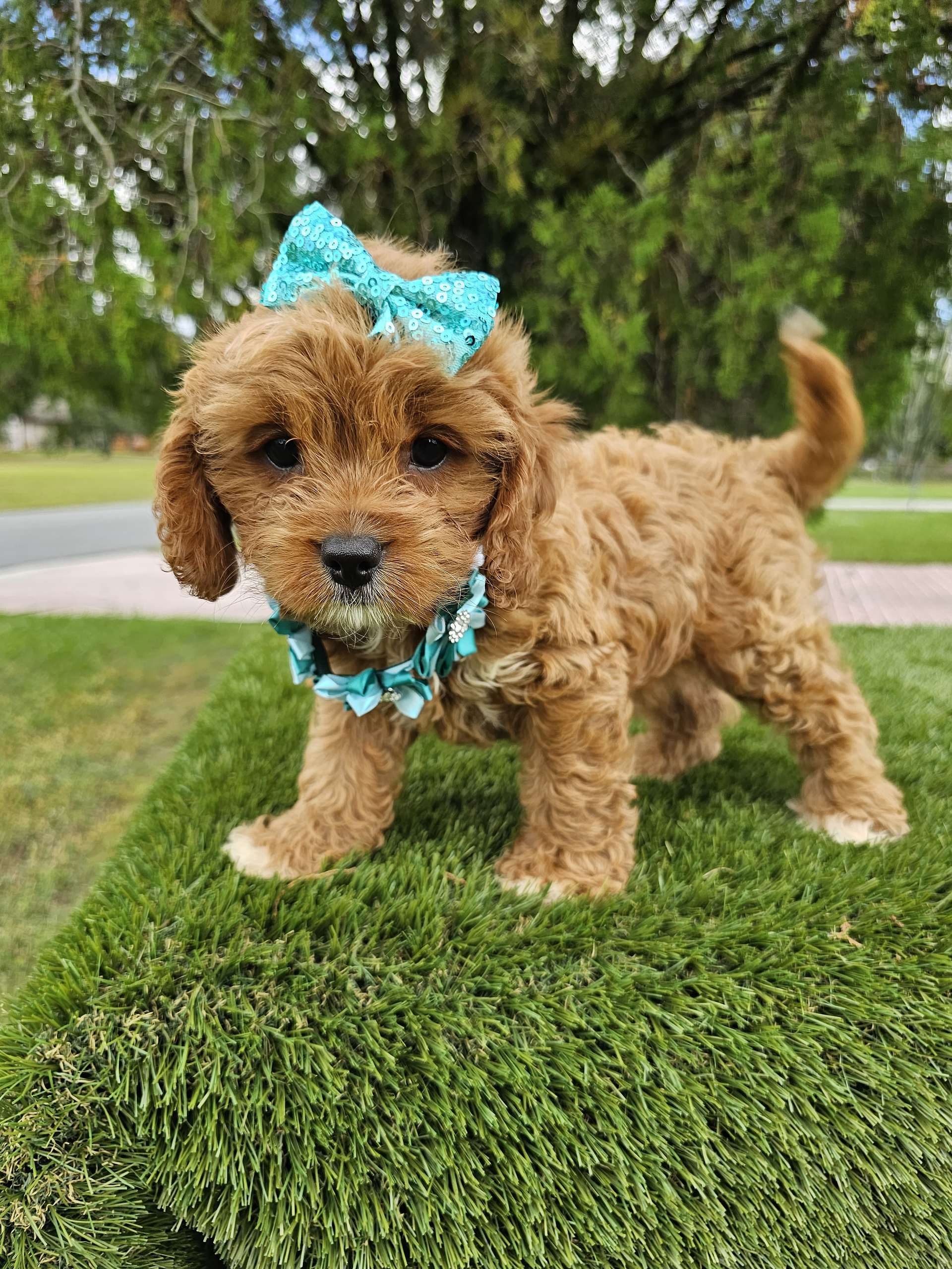 Cavapoo - Honey Buns - Female