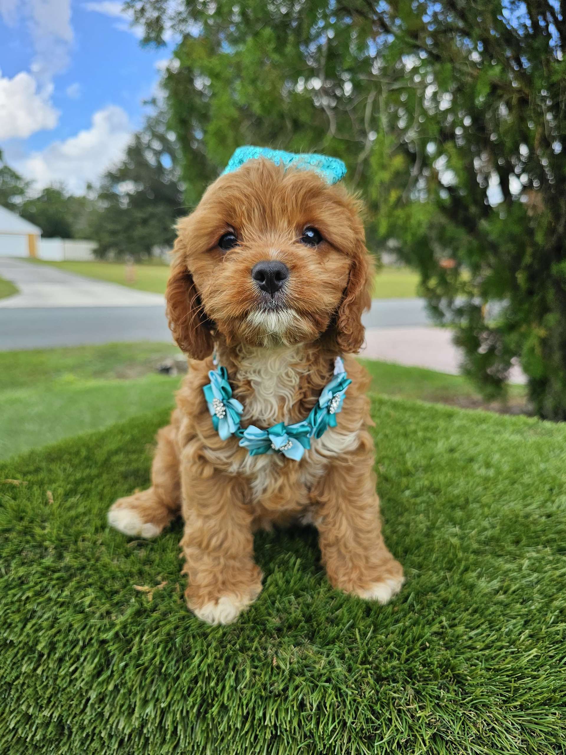 Cavapoo - Honey Buns - Female - Image 4