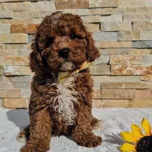 Cavapoo - Mocha Chino - Male