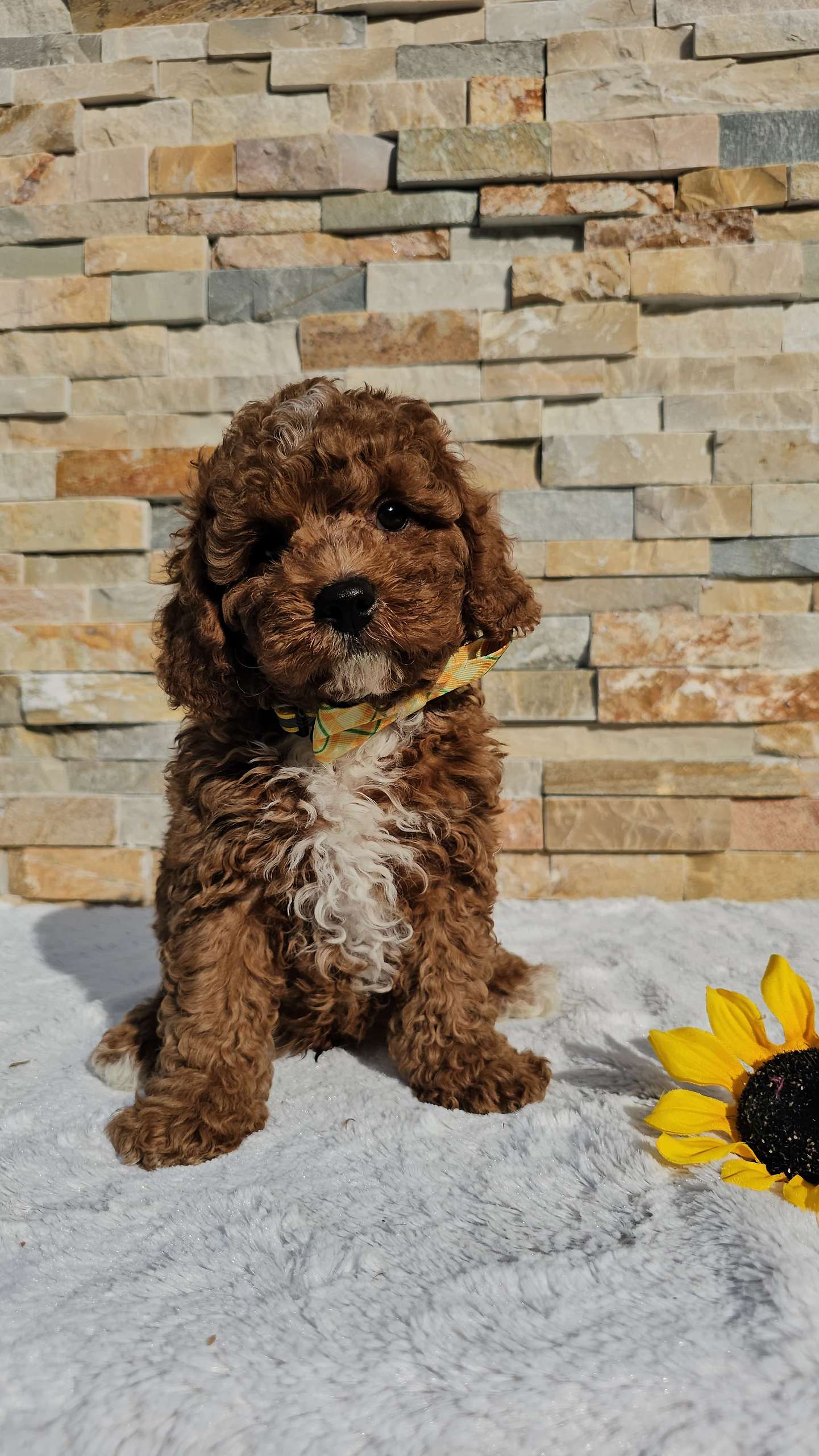 Cavapoo - Mocha Chino - Male