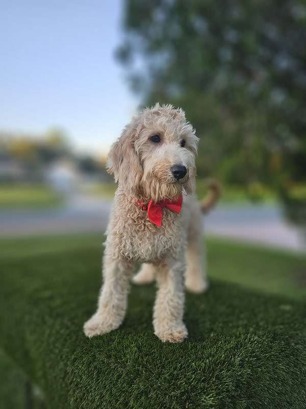 Mini - Mambo - Male - Image 4