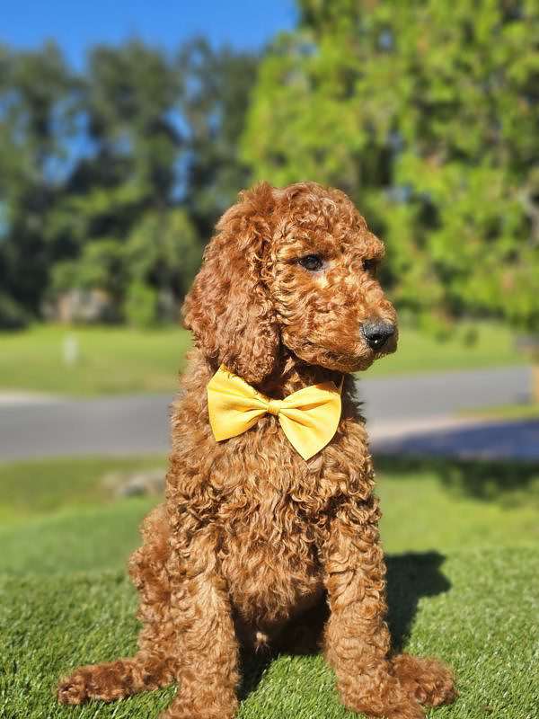 Standard - Finnegan - Male - Image 6