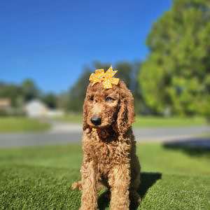 Standard - HoneyDrop - Female