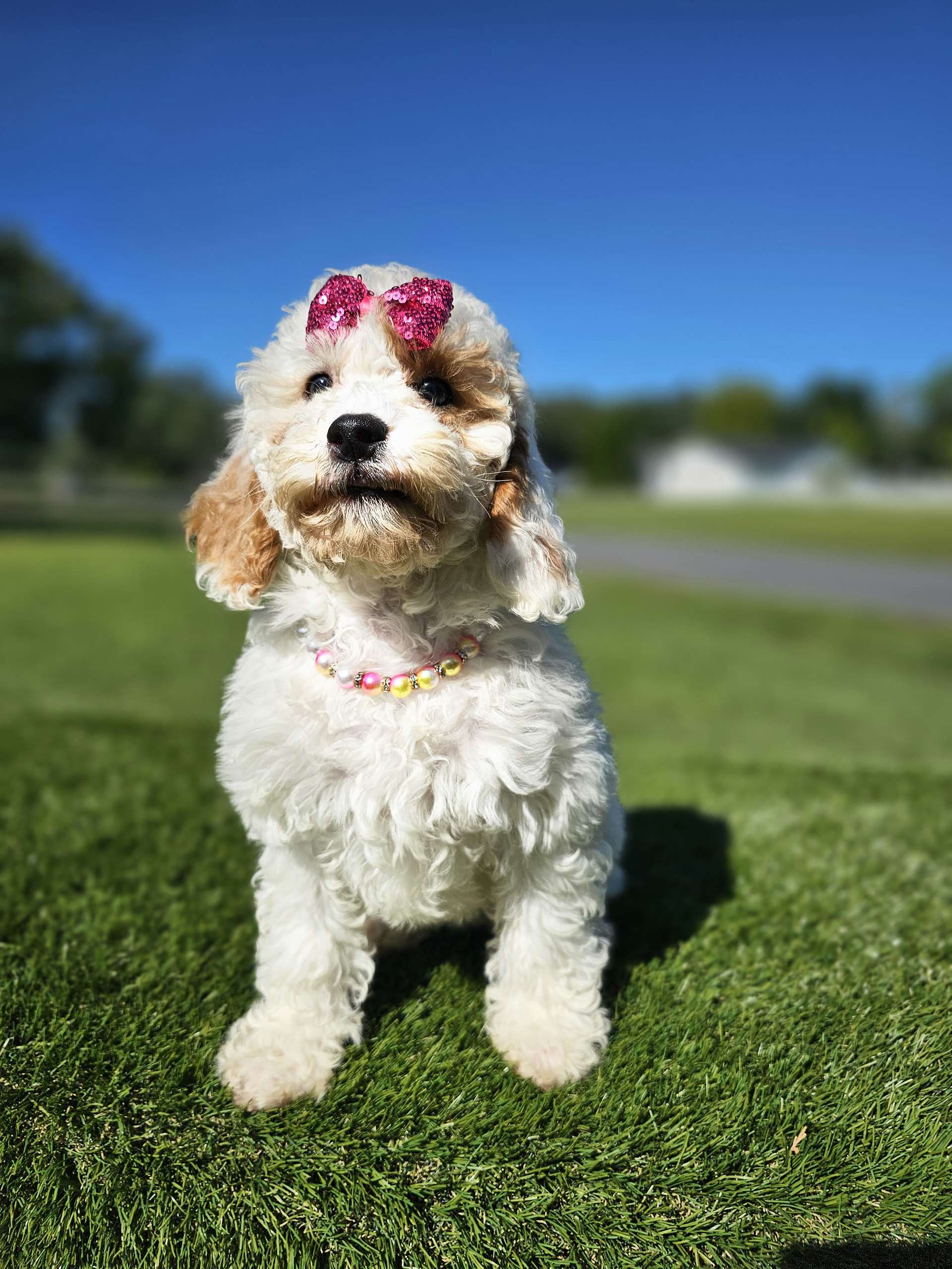 Mini - Glitter Puff - Female - Image 4