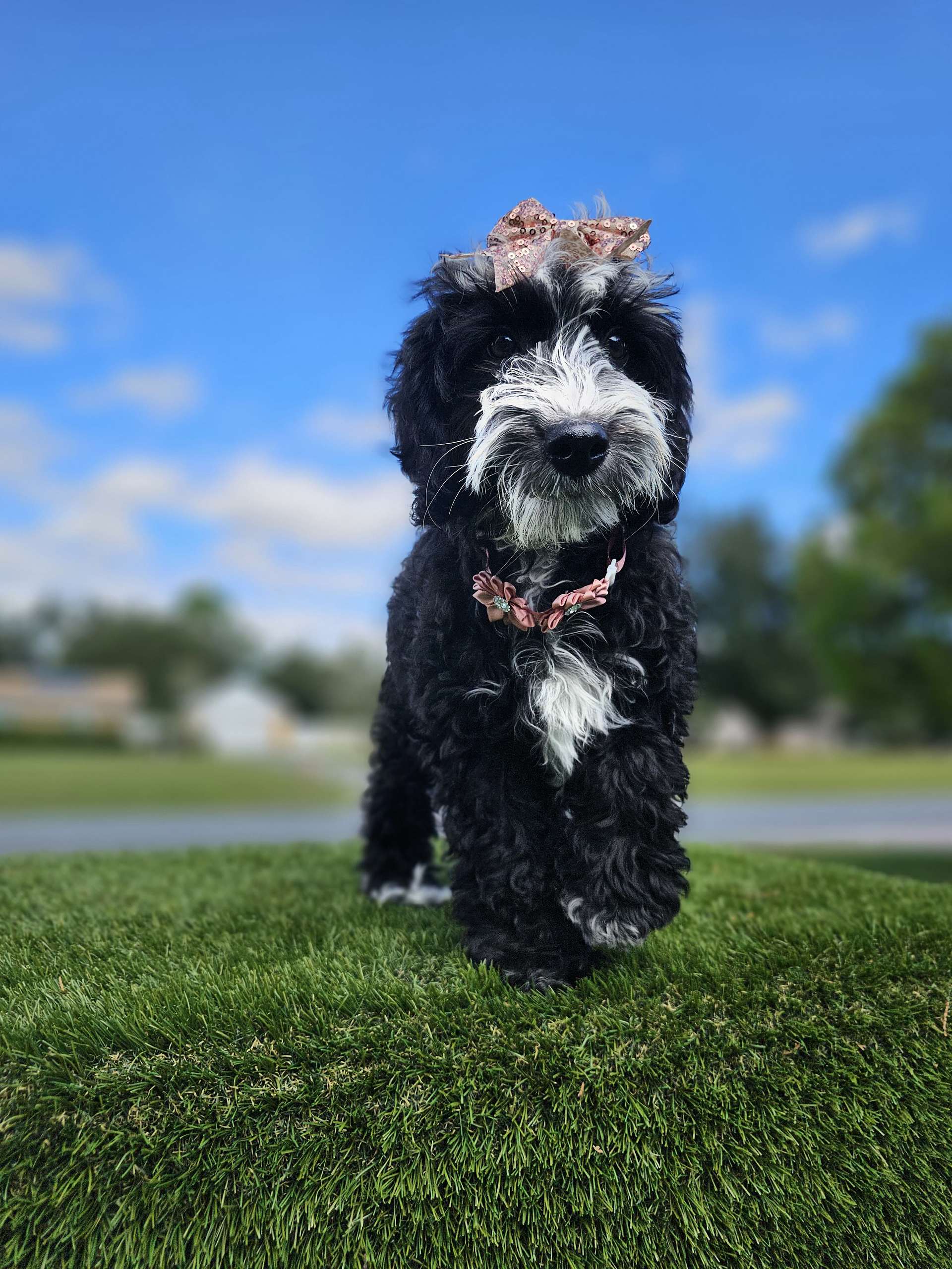 Mini Bernedoodle - Coco Latte - Image 2