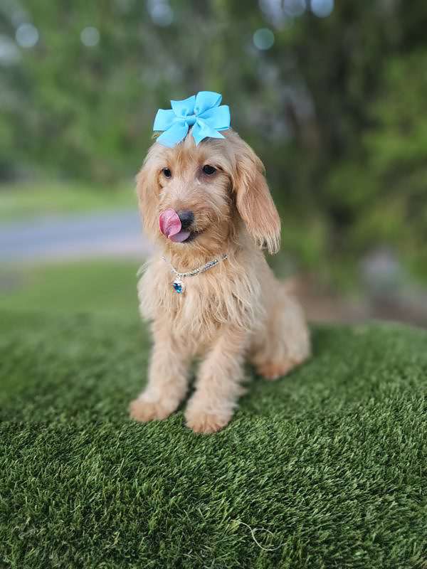 Mini - SugarPlum - Female - Image 3