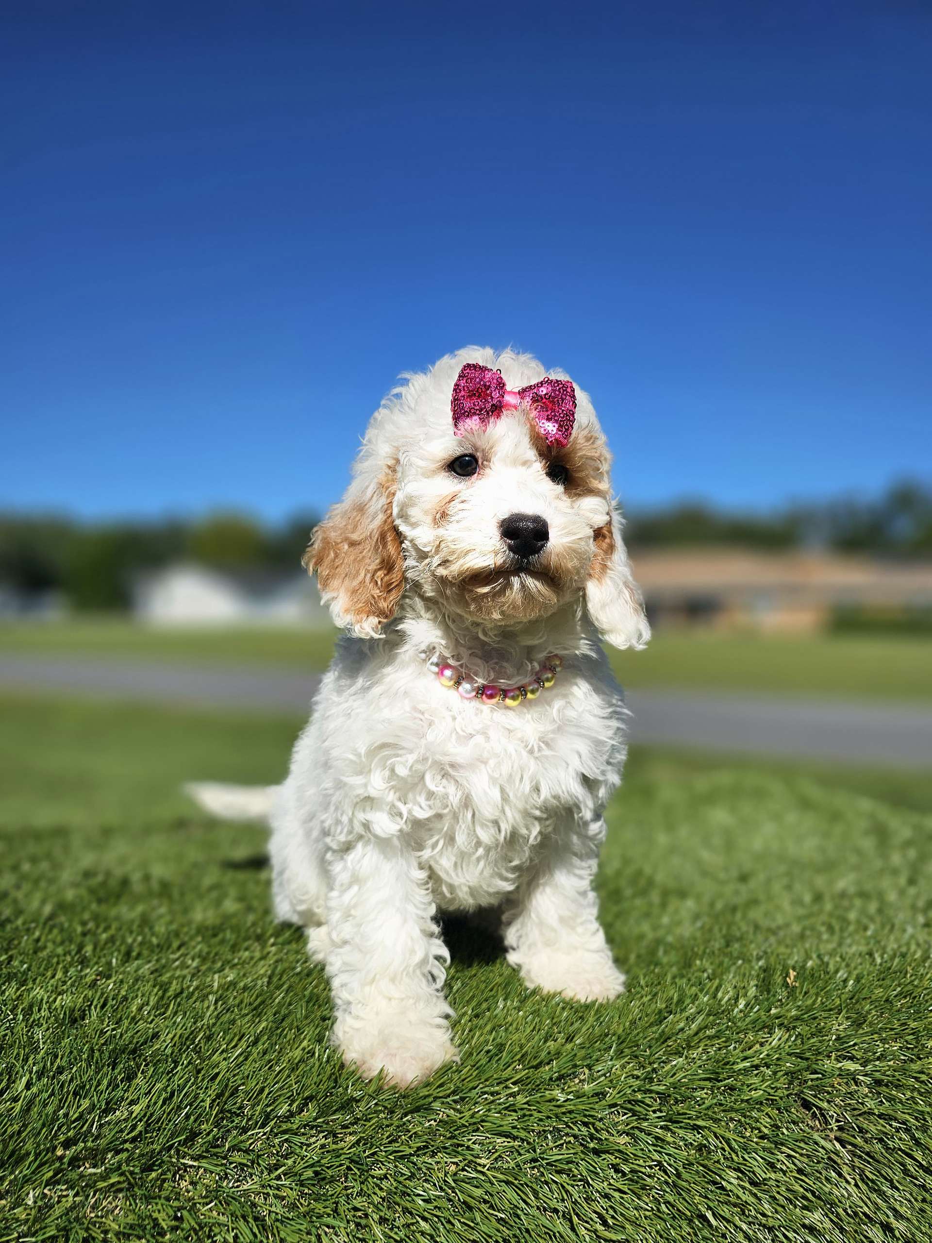 Mini - Glitter Puff - Female - Image 6