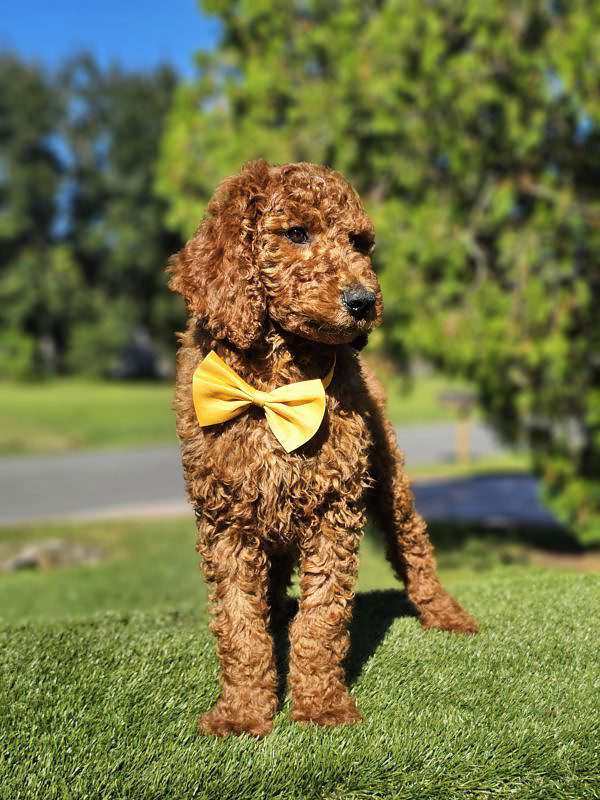 Standard - Finnegan - Male - Image 3