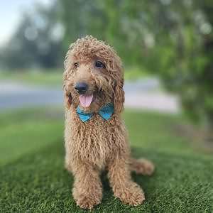 Mini - Archie - Male