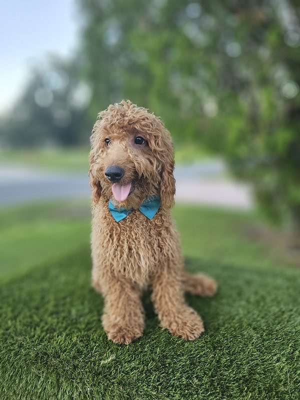 Mini - Archie - Male
