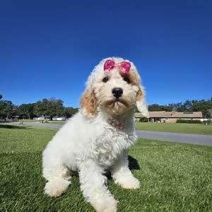 Mini - Glitter Puff - Female