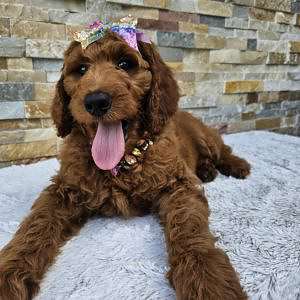 Standard - Ruby Royale - Female