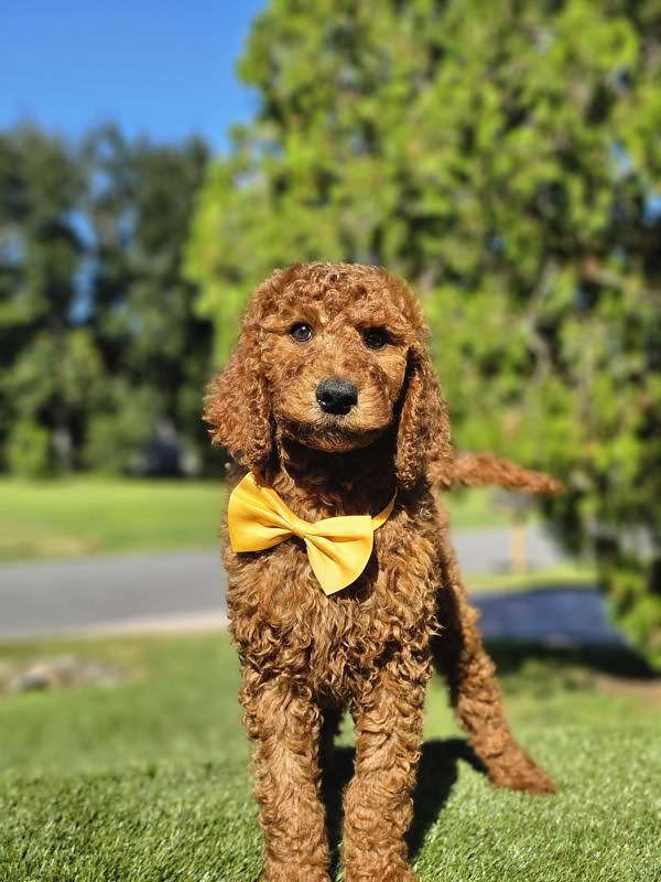 Standard - Finnegan - Male - Image 2