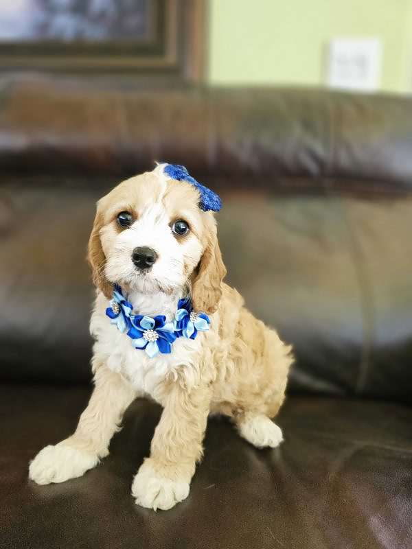 Cavapoo - swiss Almond - Female - Image 5