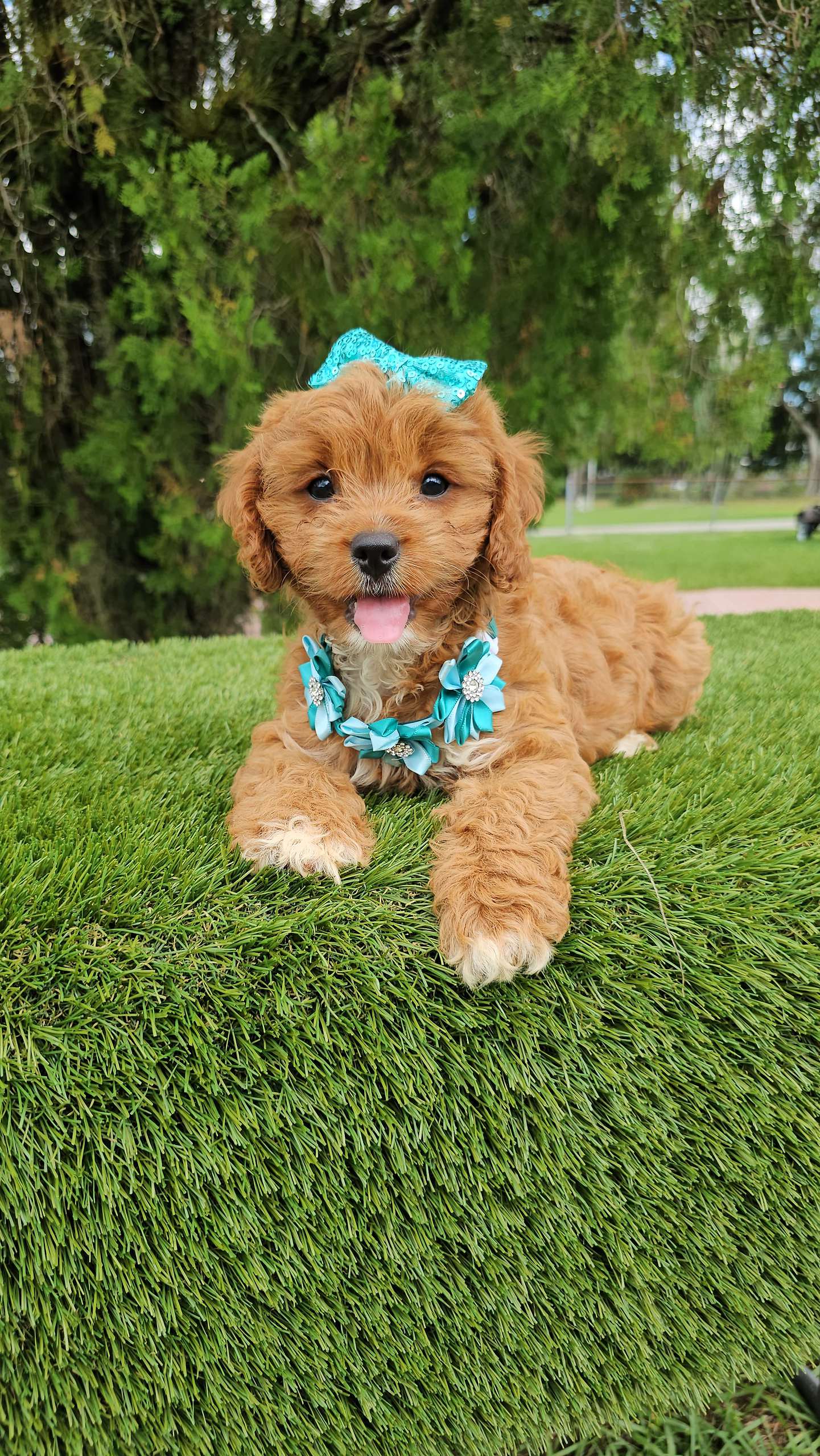 Cavapoo - Honey Buns - Female - Image 3