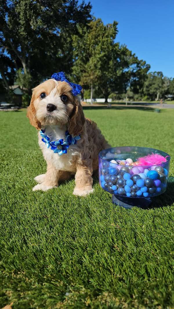 Cavapoo - swiss Almond - Female - Image 4