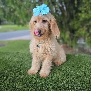 Mini - SugarPlum - Female