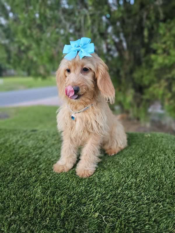 Mini - SugarPlum - Female