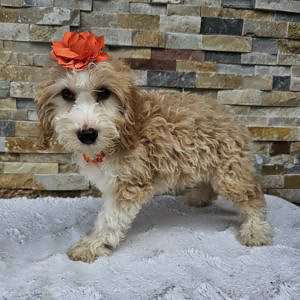 Mini Bernedoodle - Caramela - F