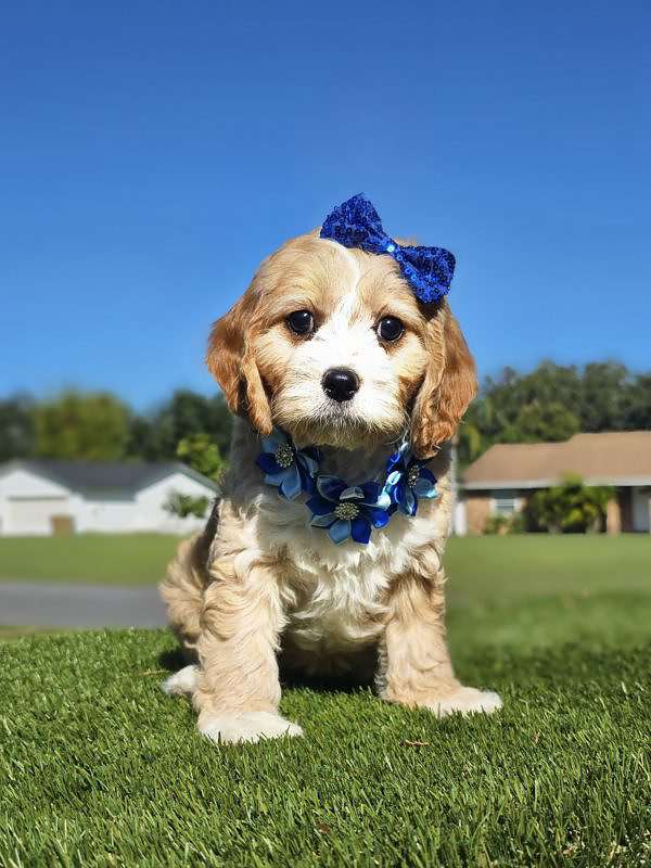 Cavapoo - swiss Almond - Female - Image 2