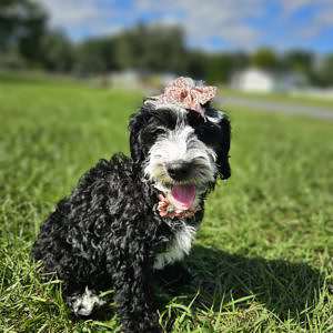 Mini Bernedoodle - Coco Latte