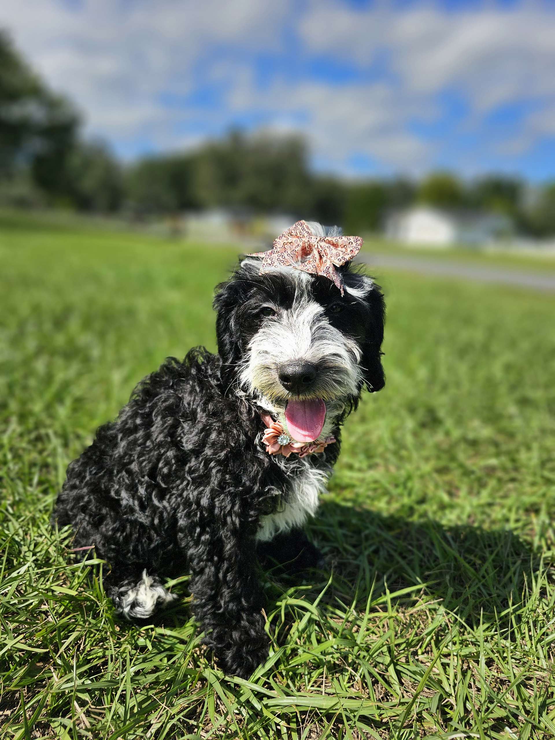 Mini Bernedoodle - Coco Latte