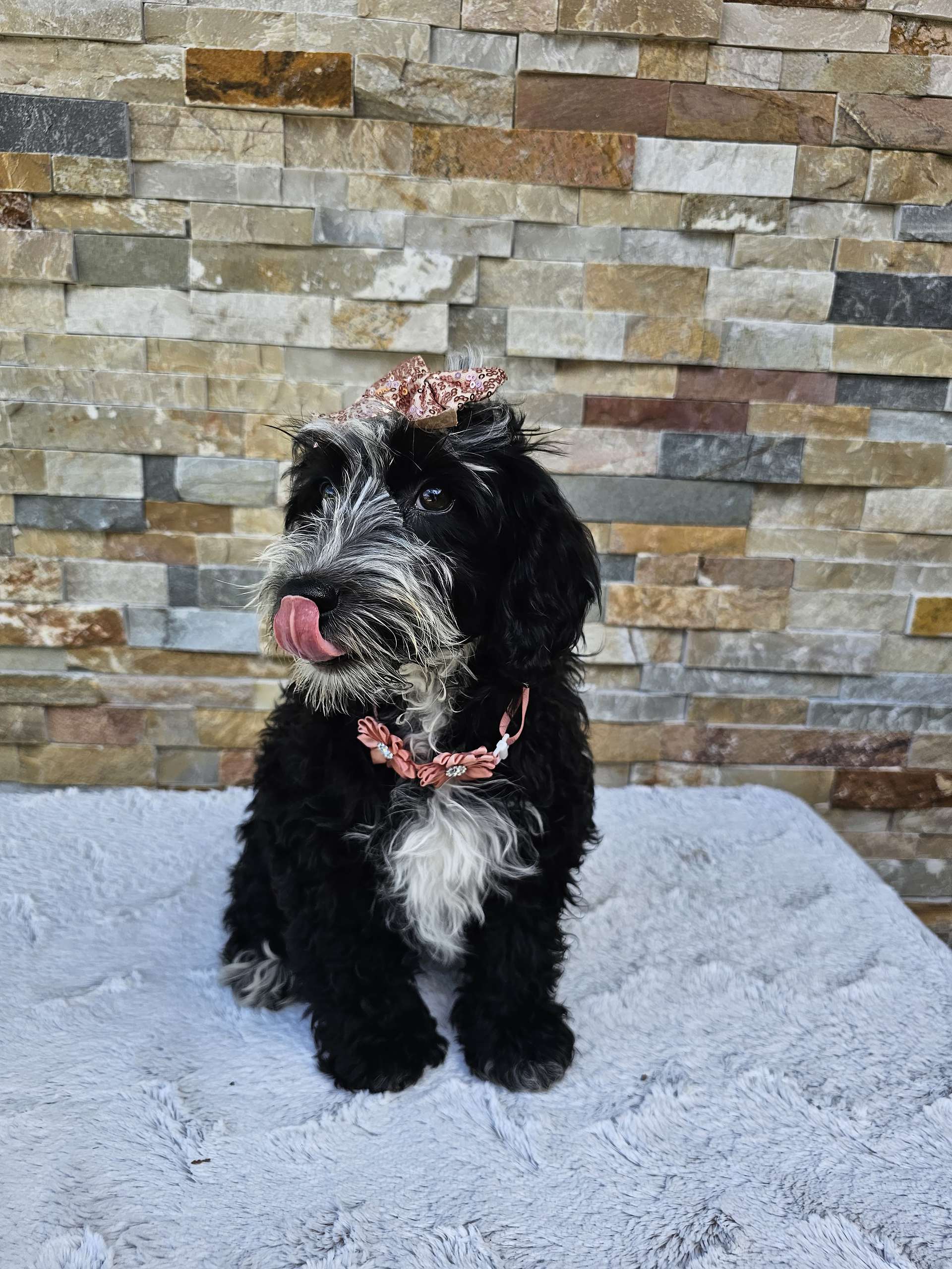 Mini Bernedoodle - Coco Latte - Image 4