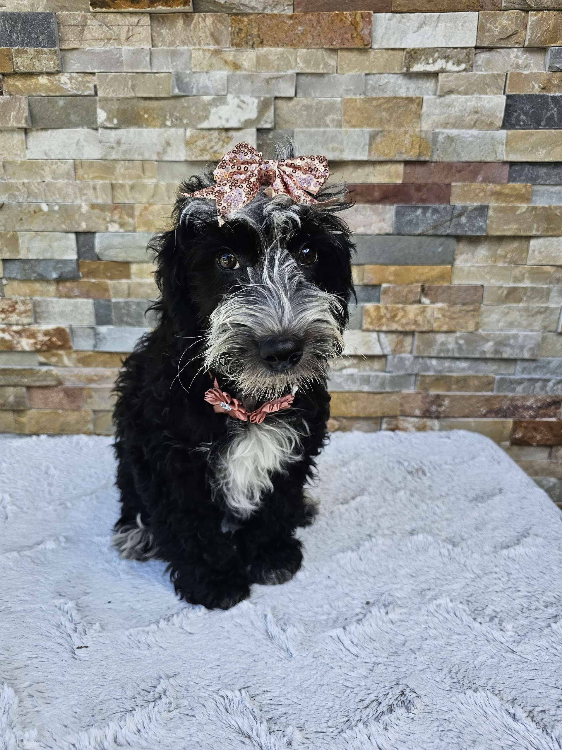 Mini Bernedoodle - Coco Latte - Image 5