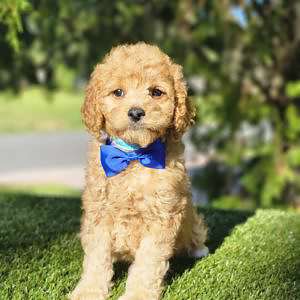 Mini - Mr BowTie - Male