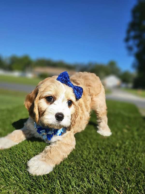 Cavapoo - swiss Almond - Female - Image 3