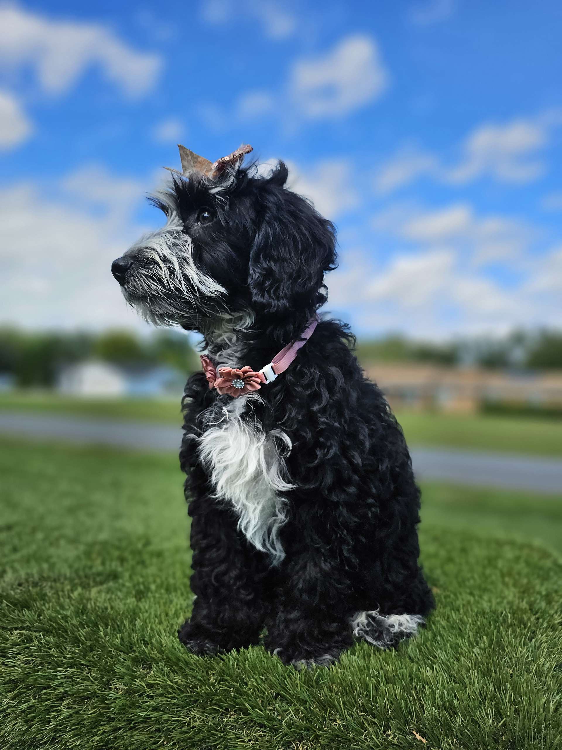 Mini Bernedoodle - Coco Latte - Image 3