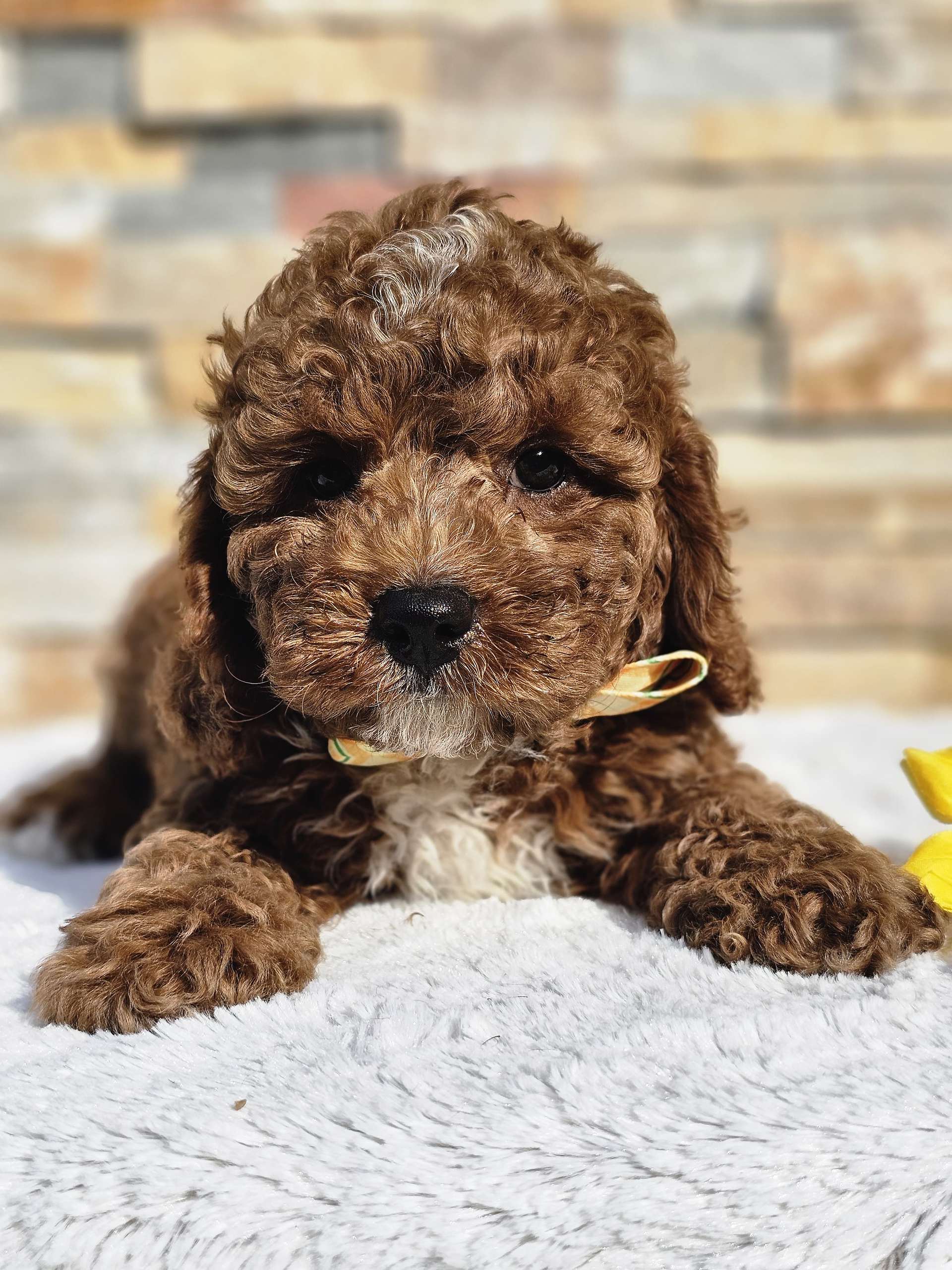 Cavapoo - Mocha Chino - Male - Image 2