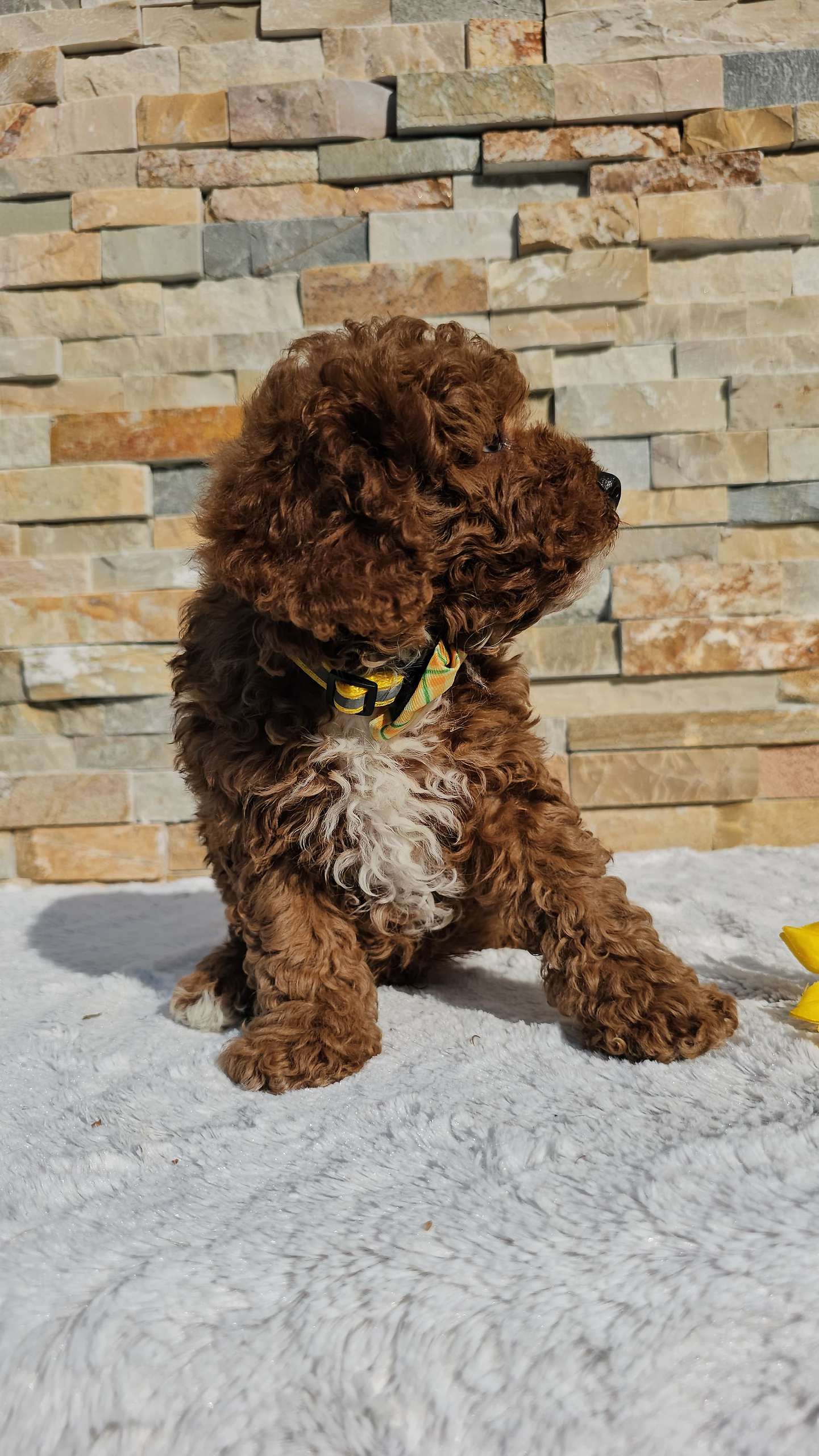 Cavapoo - Mocha Chino - Male - Image 3