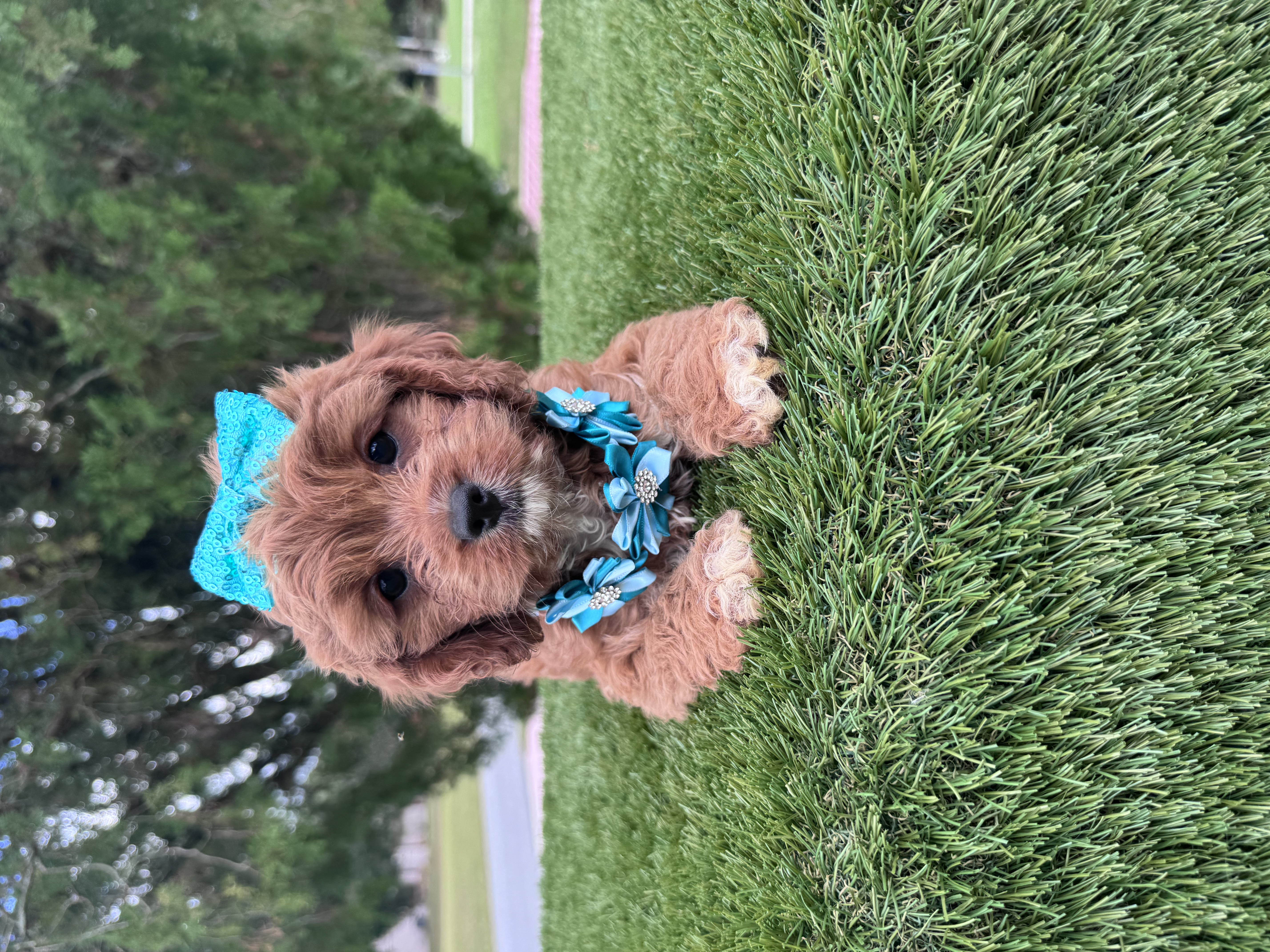Cavapoo - Honey Buns - Female - Image 2