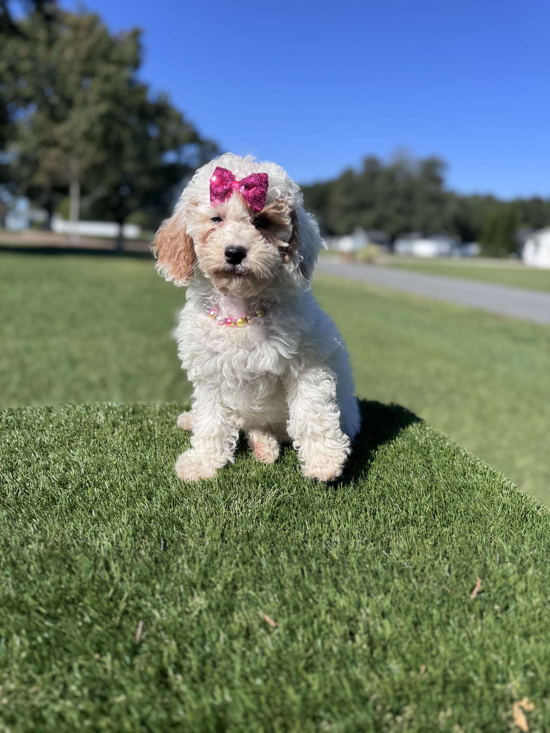 Mini - Glitter Puff - Female - Image 3