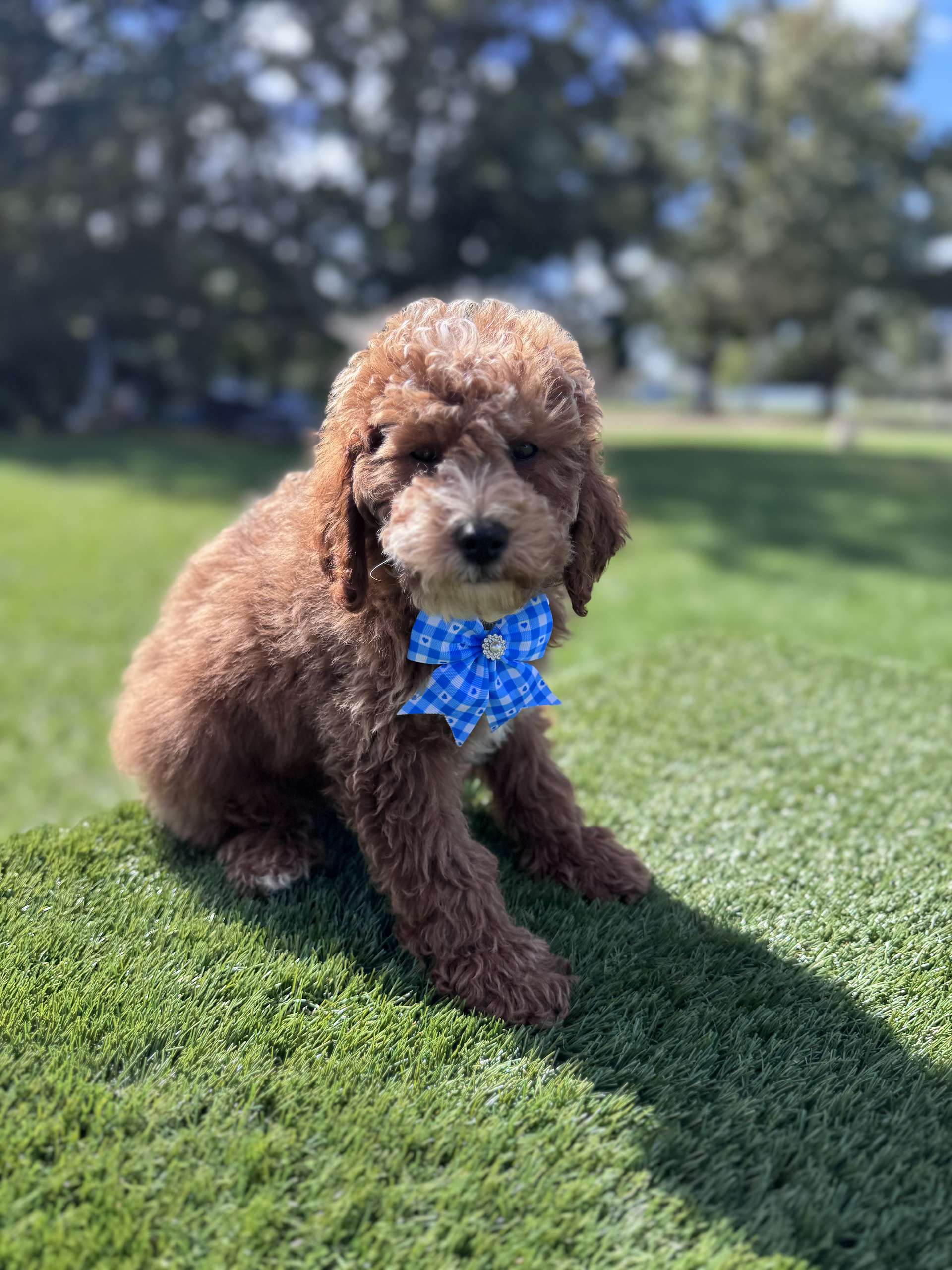 Mini - Churro Latte - Male - Image 4