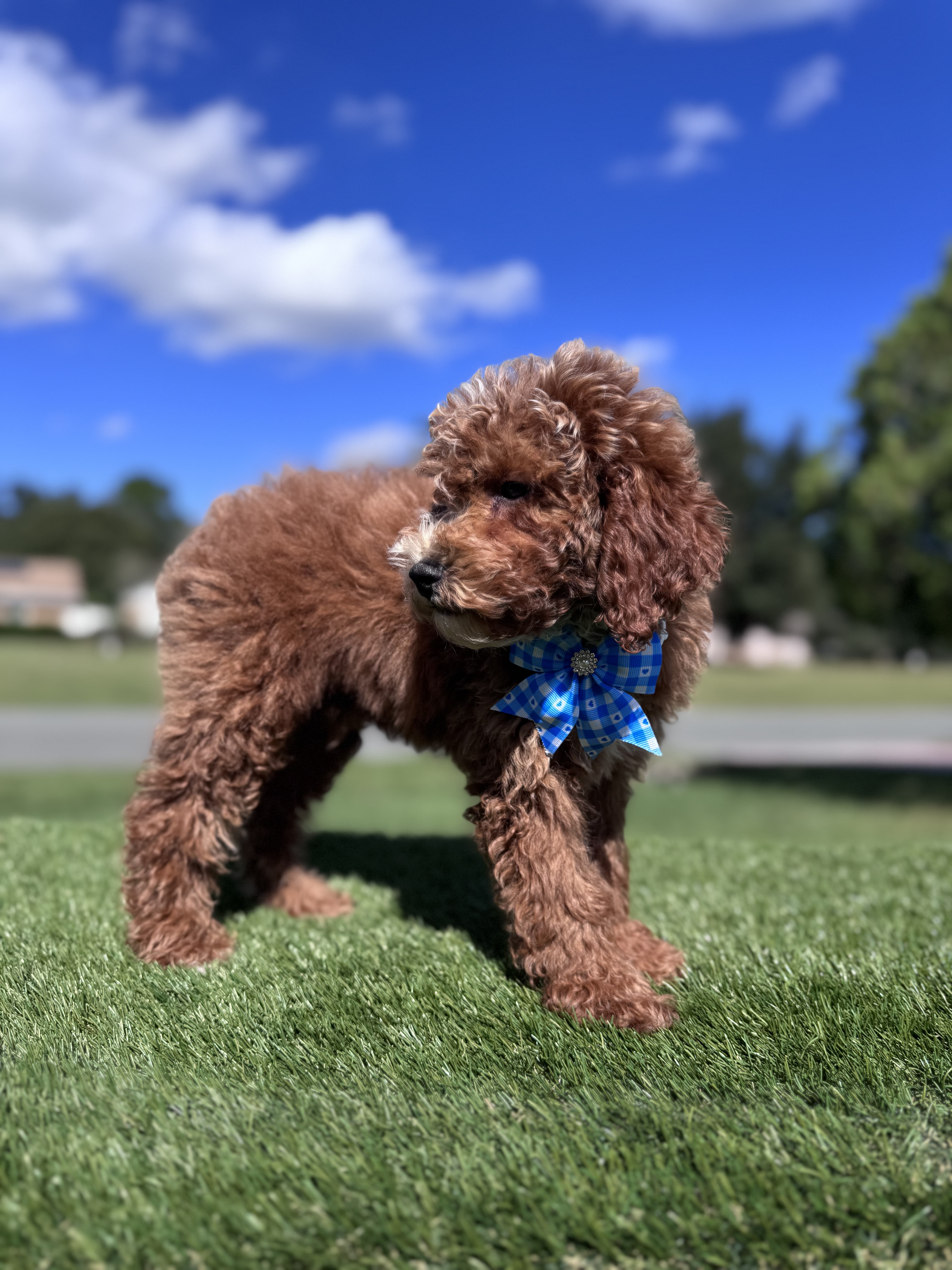 Mini - Churro Latte - Male - Image 5