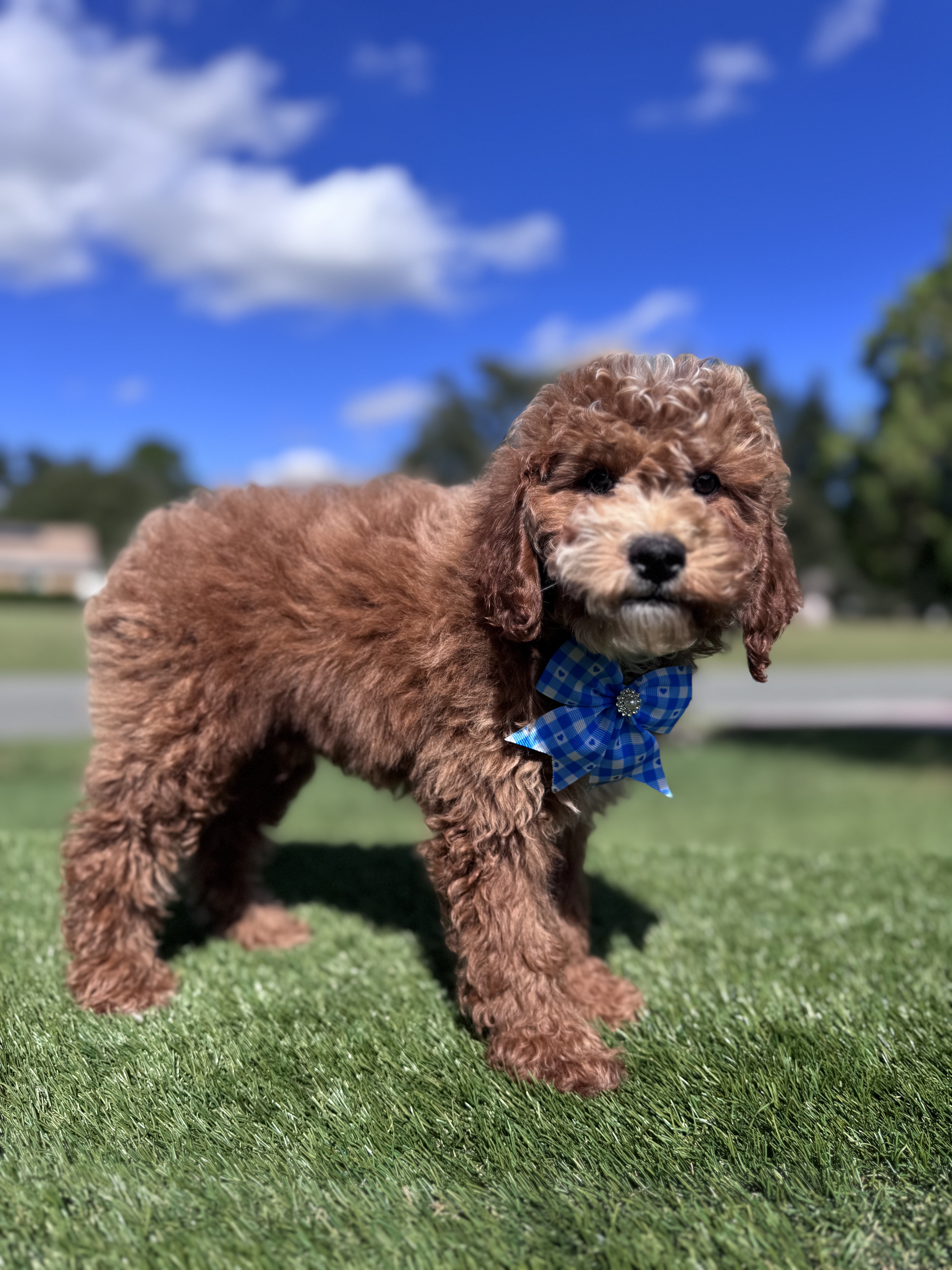 Mini - Churro Latte - Male - Image 2