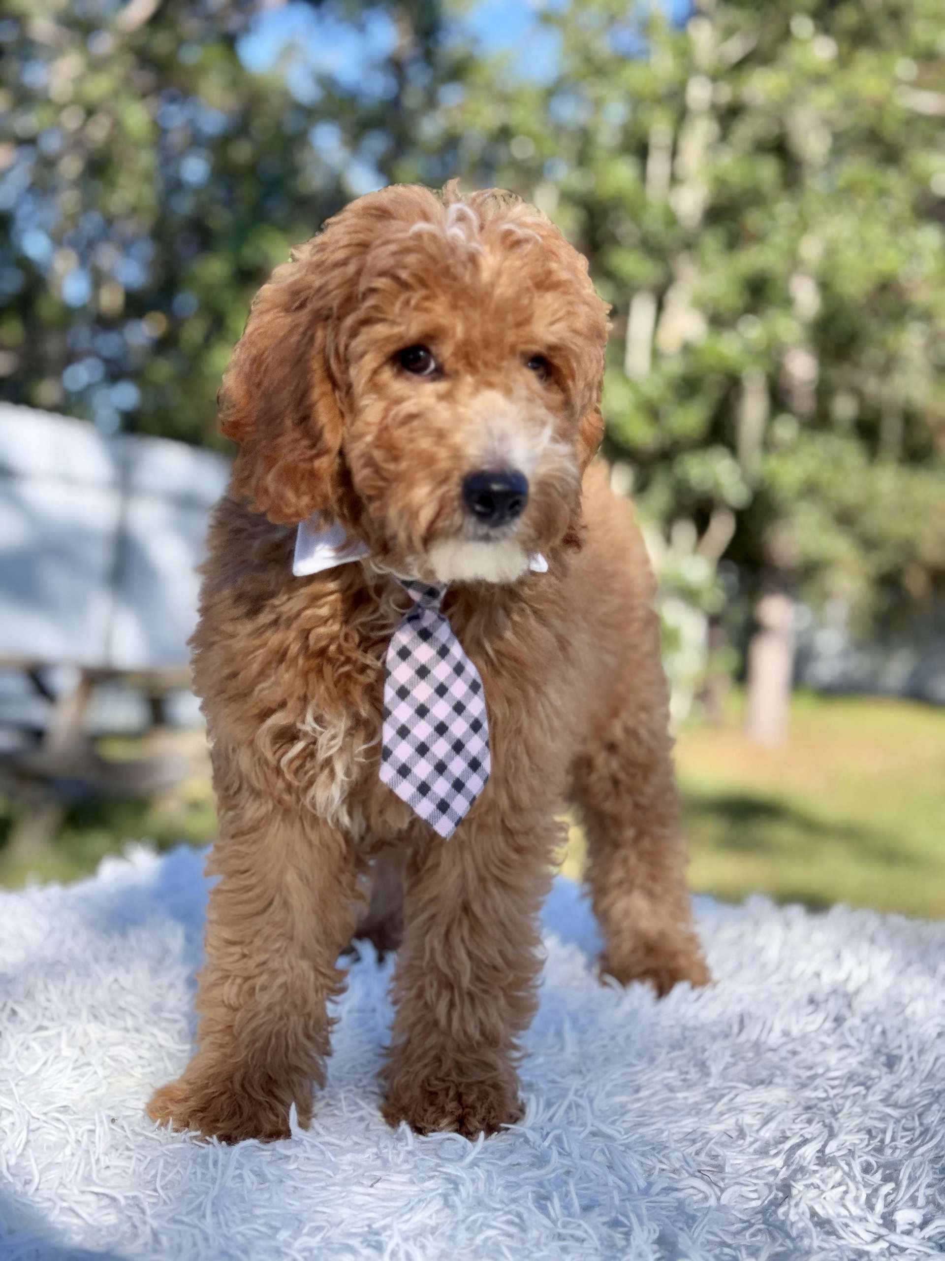 Médium - Cheddar Charm -Male - Image 3